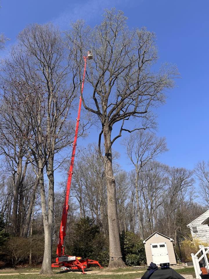 Cooks Tree Service inc. | Lincroft NJ