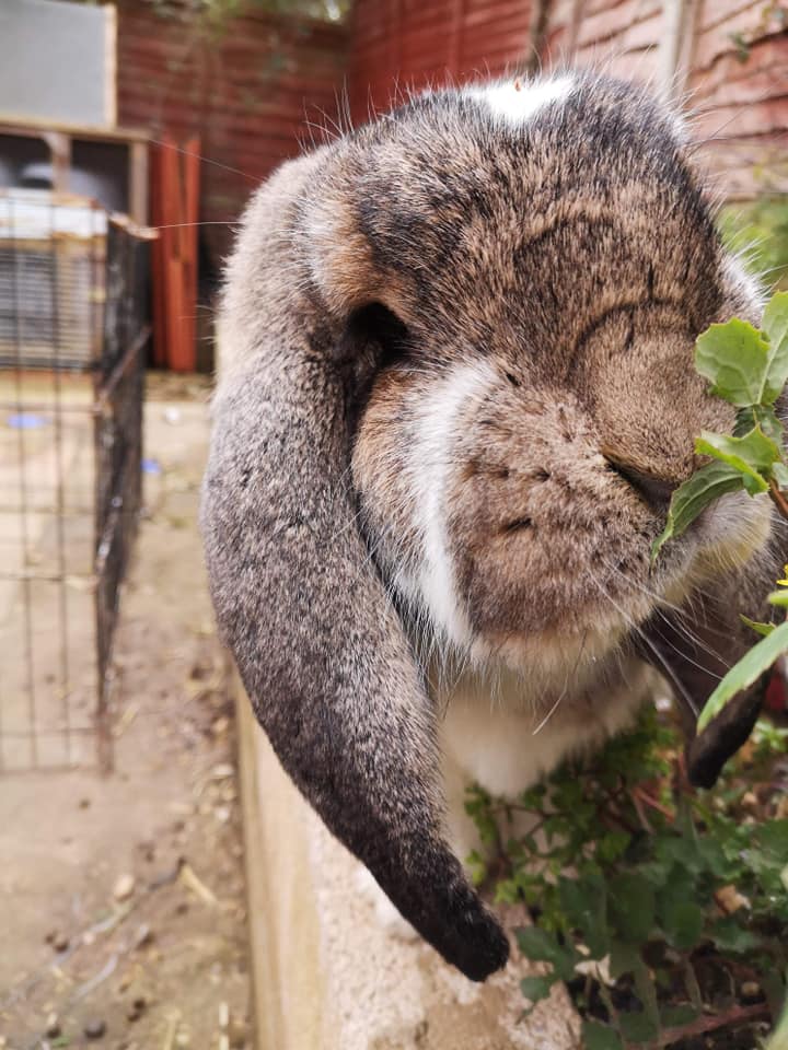 Thank you from... - South coast rabbit rescue . portsmouth