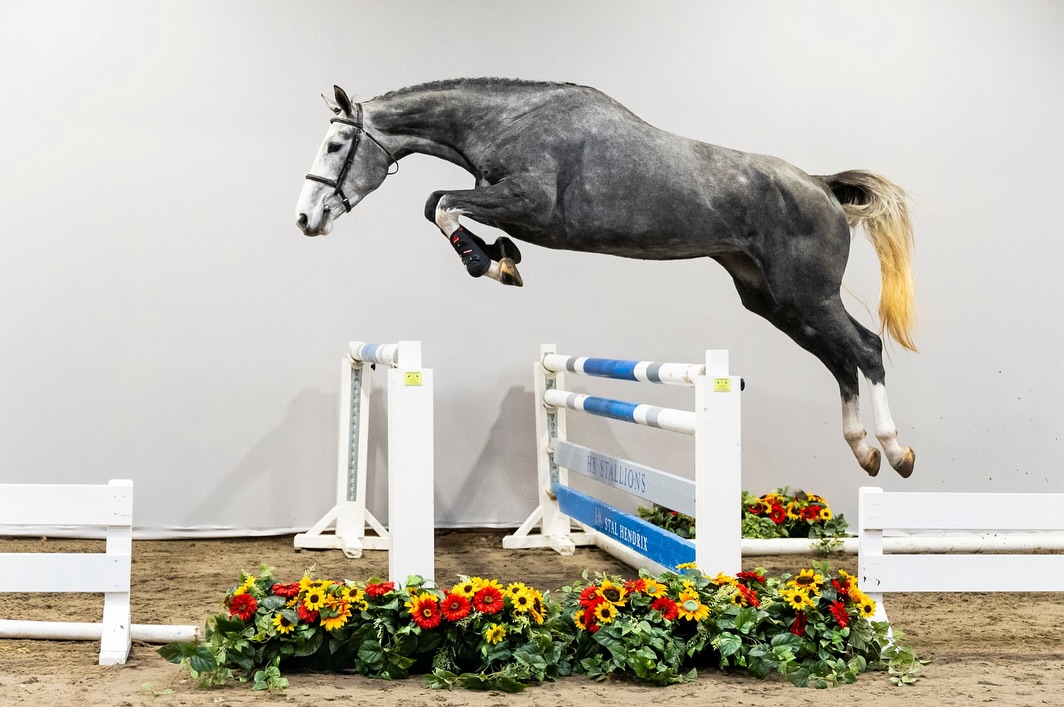 ✨Meet no 10. Russian Roulette HX (Bustique x Chuck Z) Grey | Mare