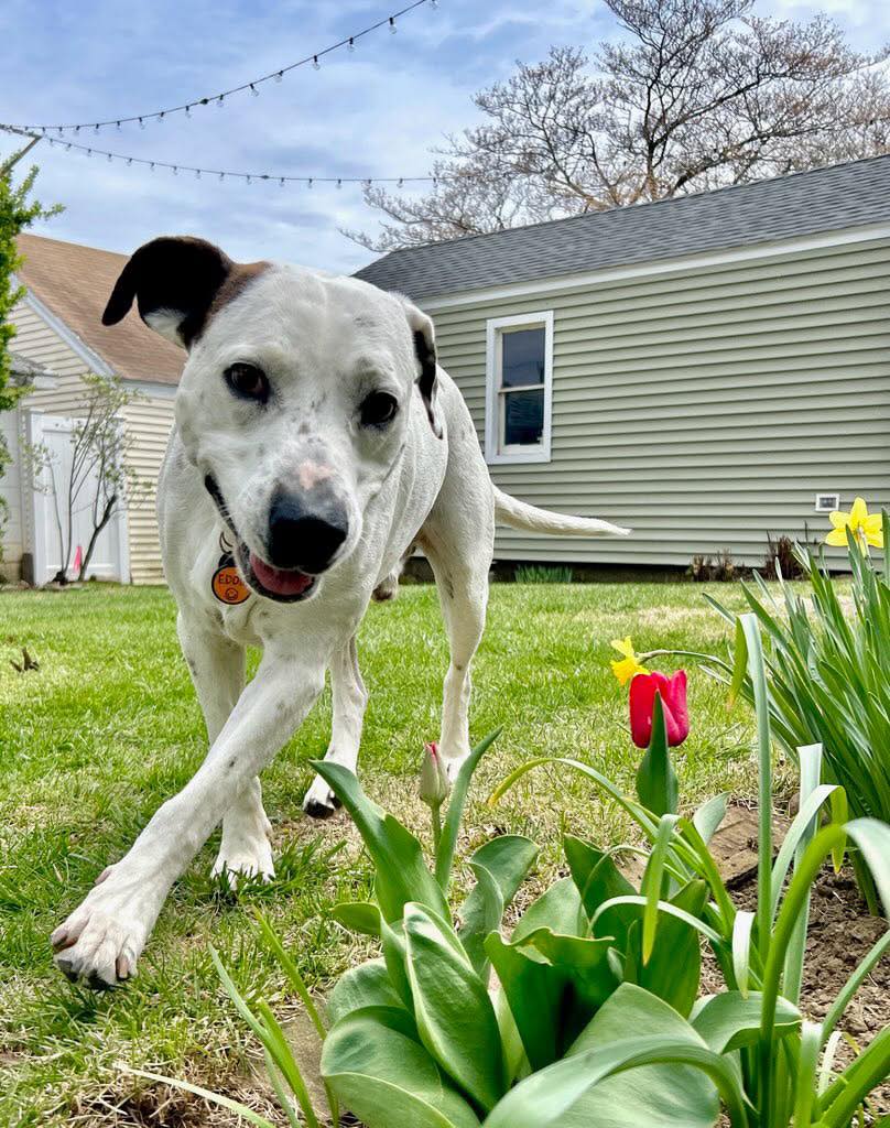 ⭐️ UPDATE: ADOPTED! ️ Meet... - Murphy's Paw Rescue | Facebook