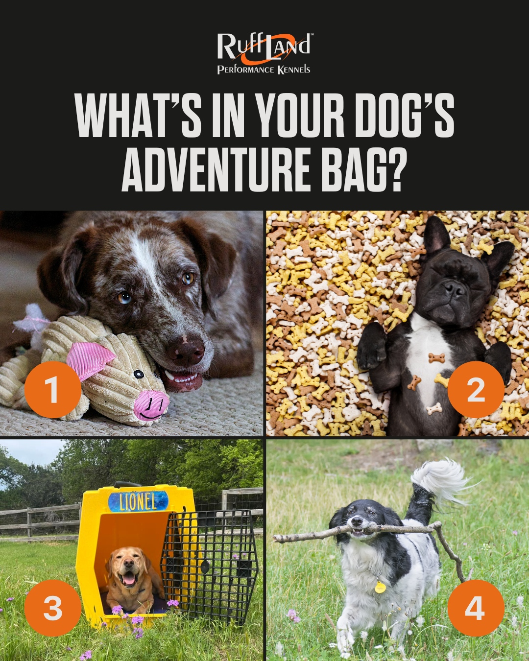 🎒 What’s in your dog’s... - Ruff Land Performance Kennels | Facebook