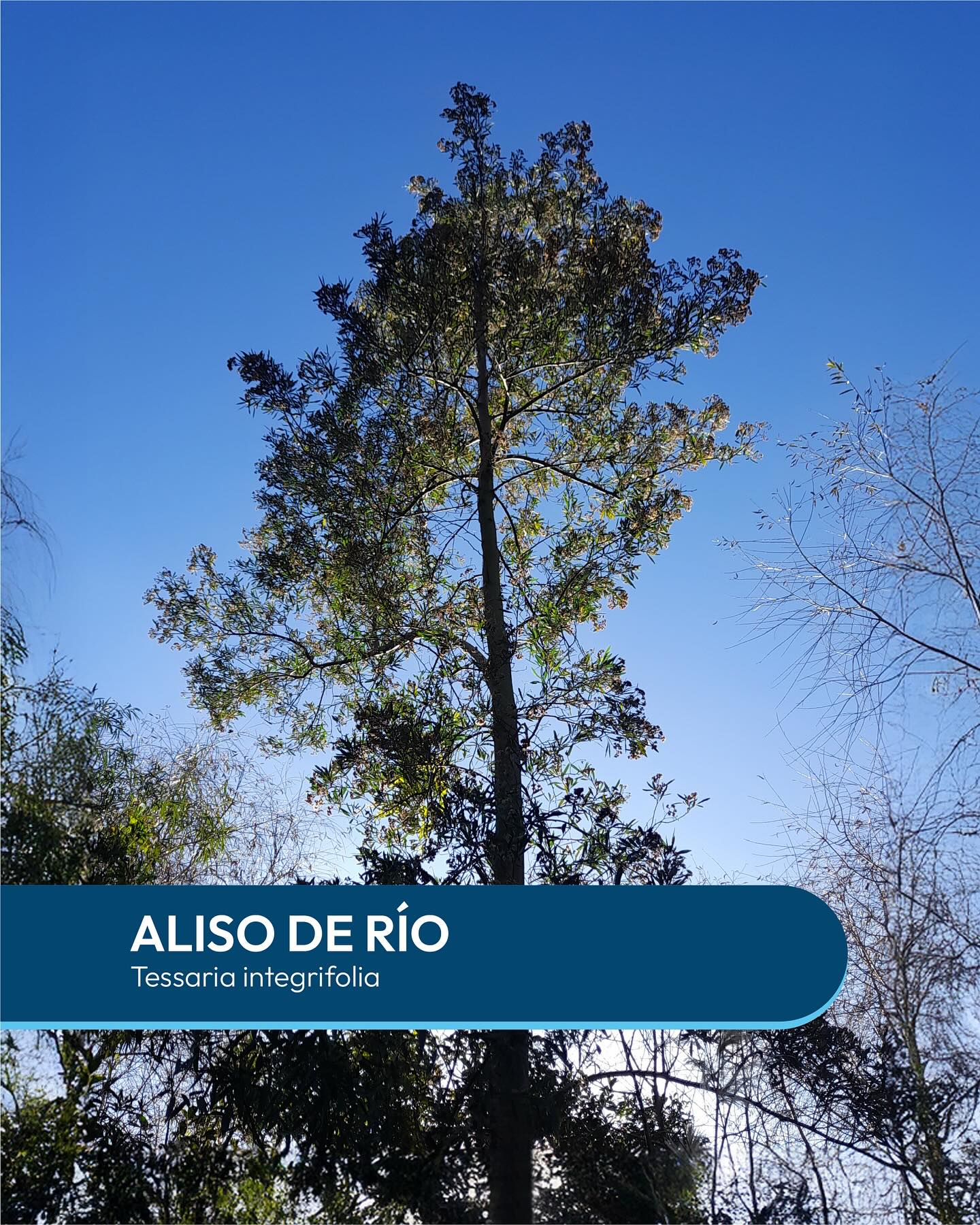Eco Area Avellaneda Oficial... - Eco Area Avellaneda Oficial