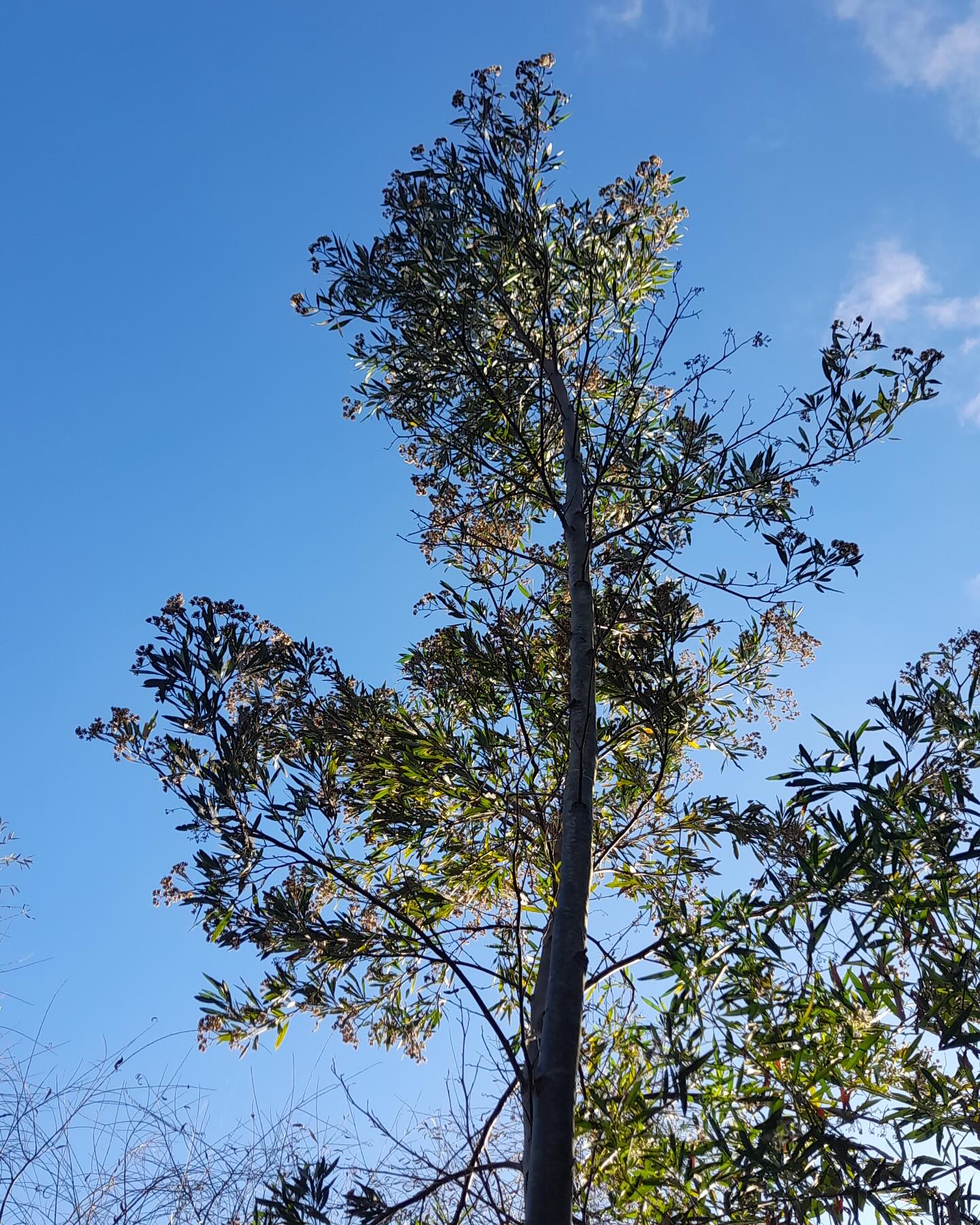 Ceamse - 🌿 Aliso de Río (Tessaria integrifolia) 👉 Es una... | Facebook