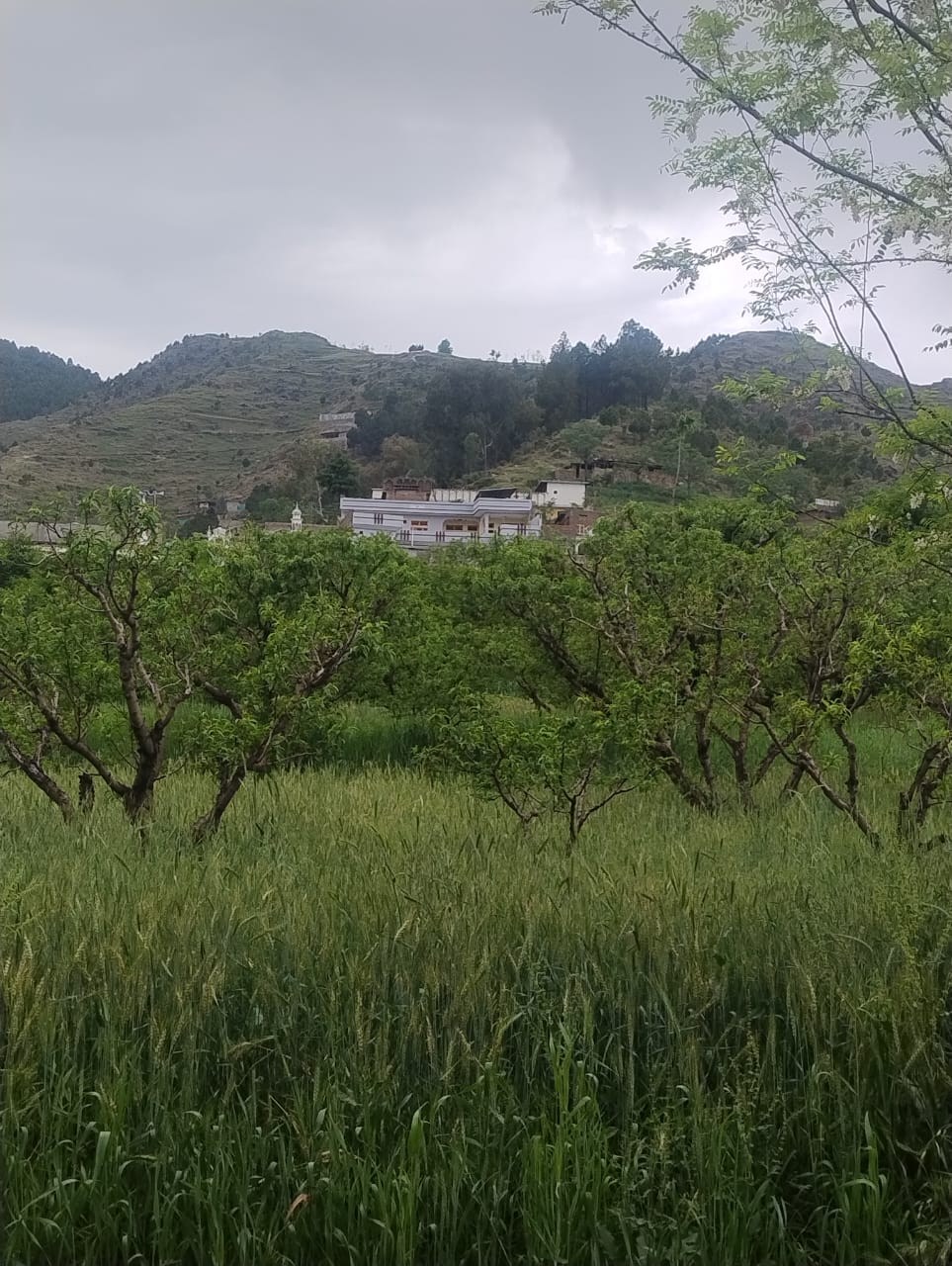Giga Matta swat