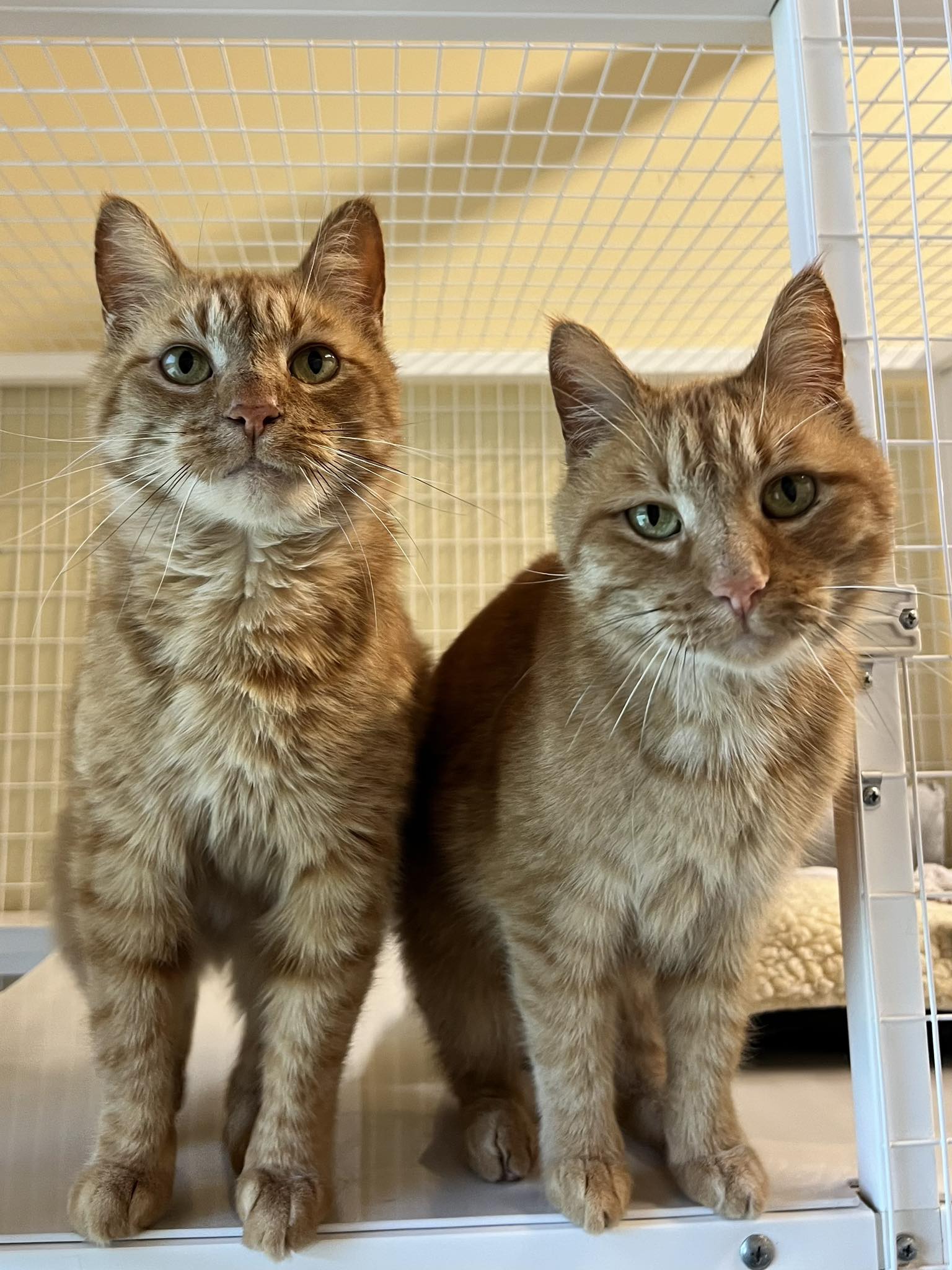 Safe - Ritz and Apallo Double the love with this bonded pair. Ritz and ...