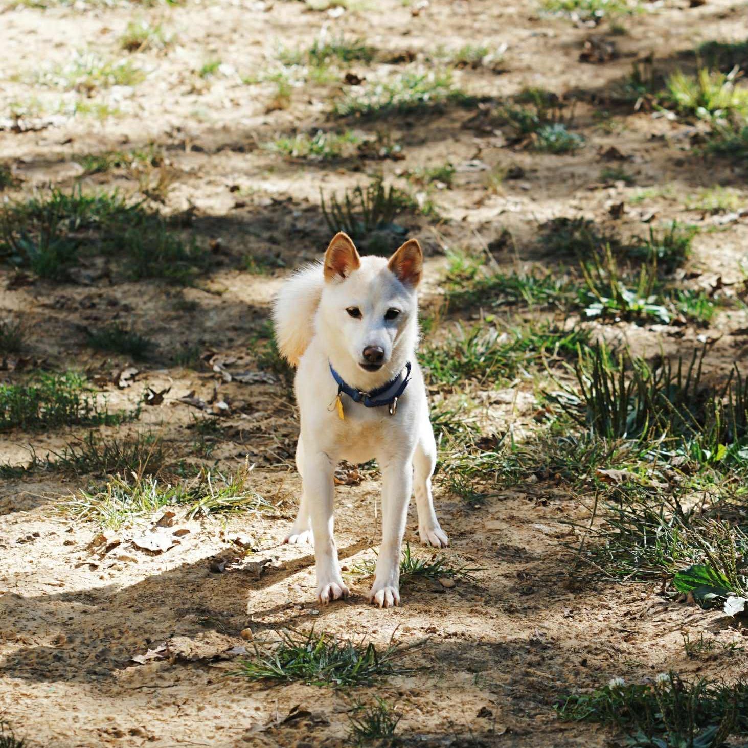 Shiba Inu Rescue... - Shiba Inu Rescue Association (SIRA)