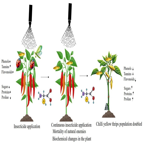 Plant - Insecticide induced resurgence of Scirtothrips dorsalis Hood ...