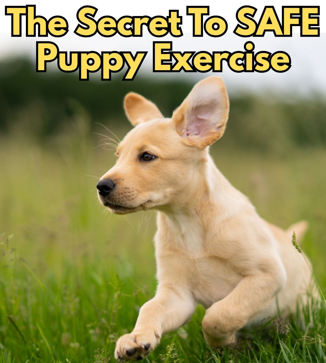 The Labrador - How much exercise I give my puppies each day depends on ...