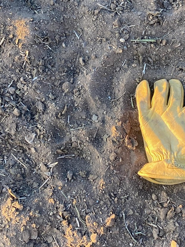 Wolf attacks occurred over... - The Fence Post: Ag News | Facebook