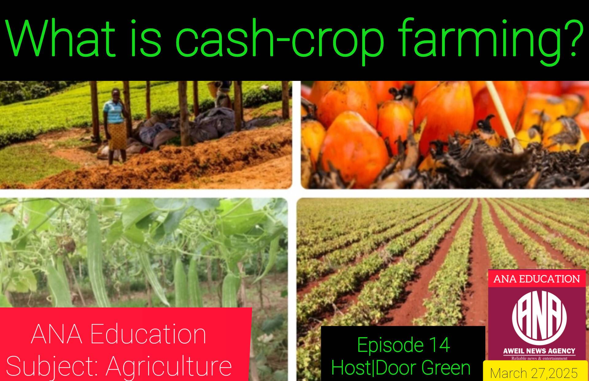 🧑🏿‍🏫A cash crop is an agricultural plant grown to be sold for profit,  rather than for the farmer's own consumption or to feed livestock. These  crops are a fundamental part of commercial