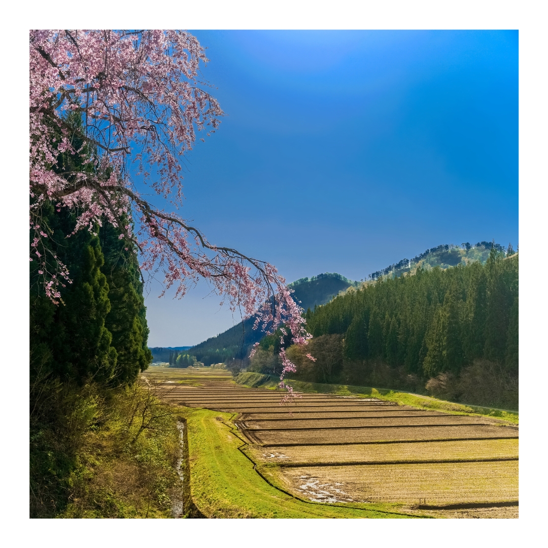 四季奏でるまち。金山 - Home
