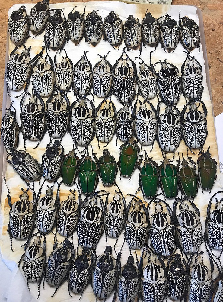 Insect-shop - New stock updated! Please check, Goliathus,... | Facebook