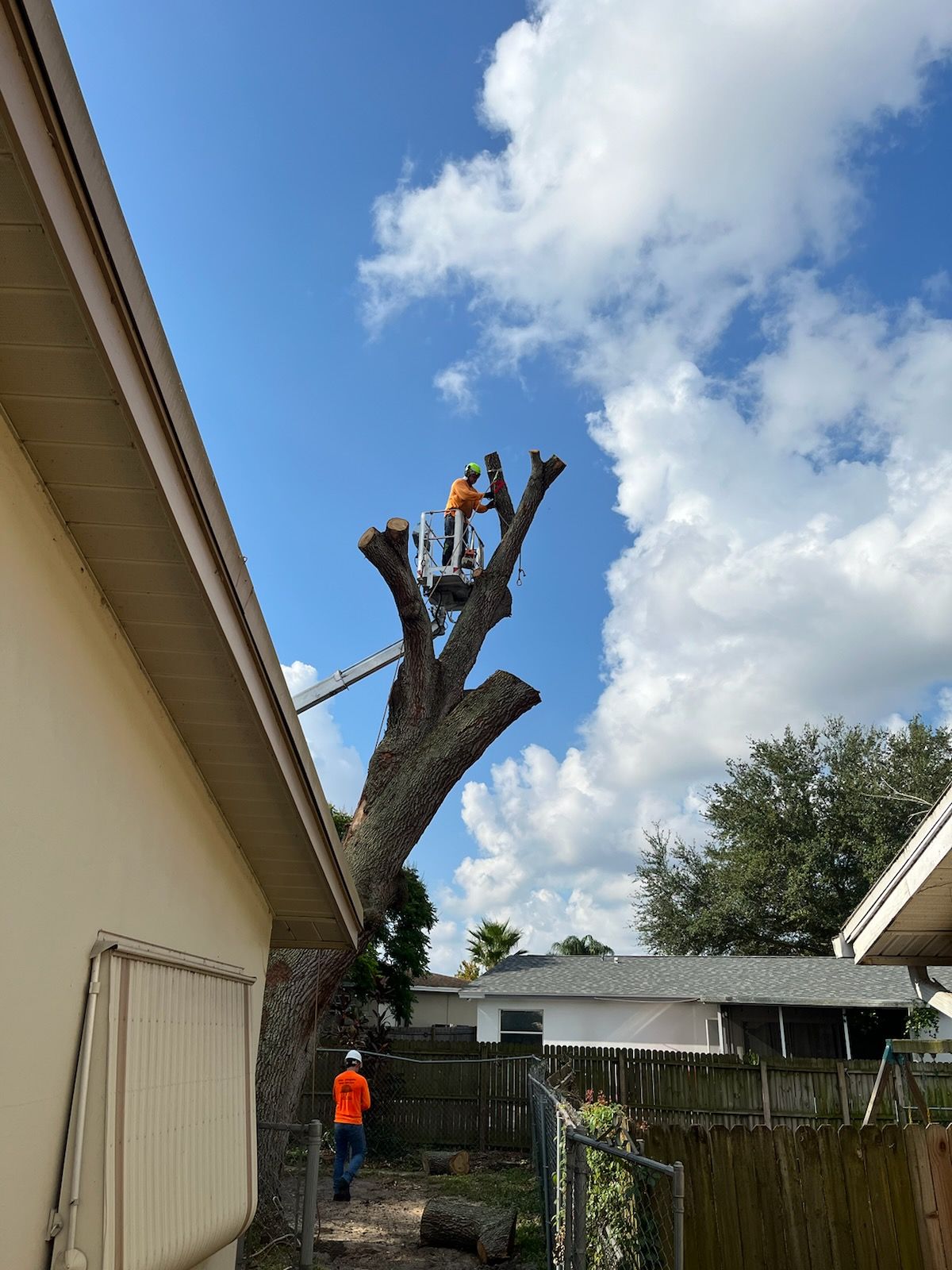 Tree Dragons Tree Service | Seminole FL