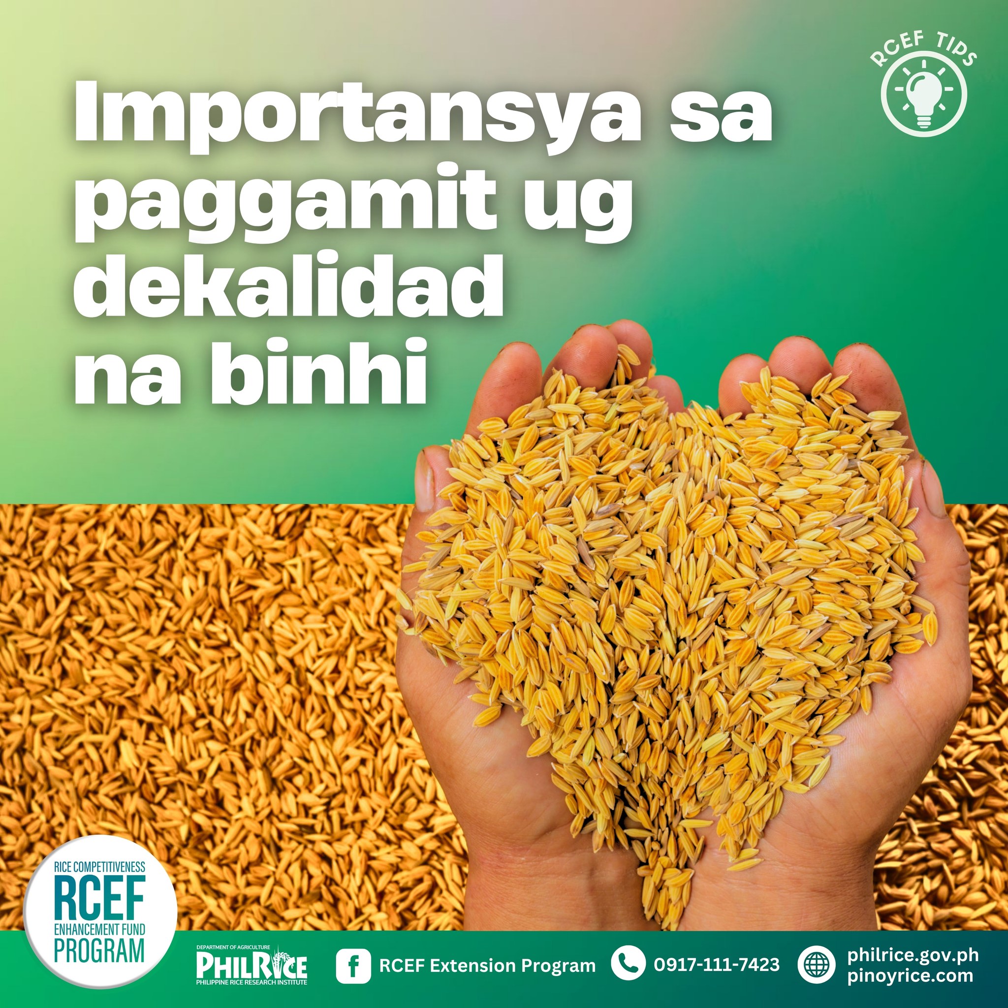 DA-PhilRice - #RICETips: Importansya sa paggamit ug dekalidad na binhi ...