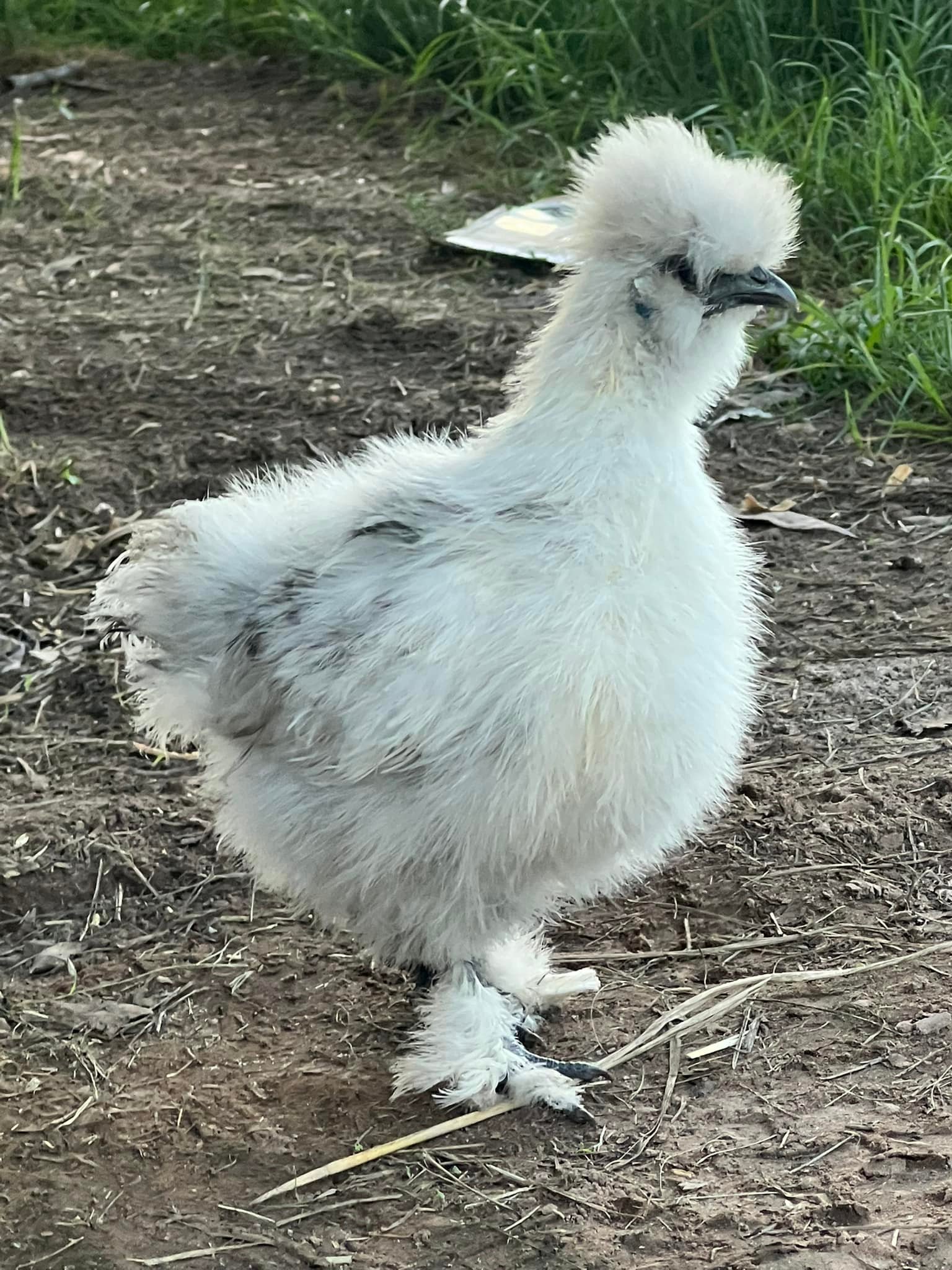 Bekani Poultry and Designer Chickens | Redridge QLD