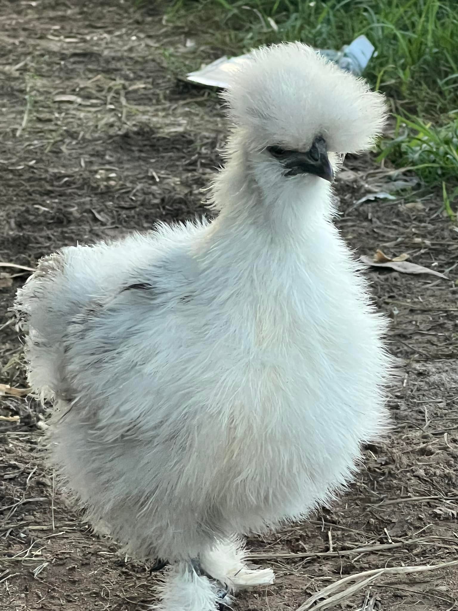Bekani Poultry and Designer Chickens | Redridge QLD
