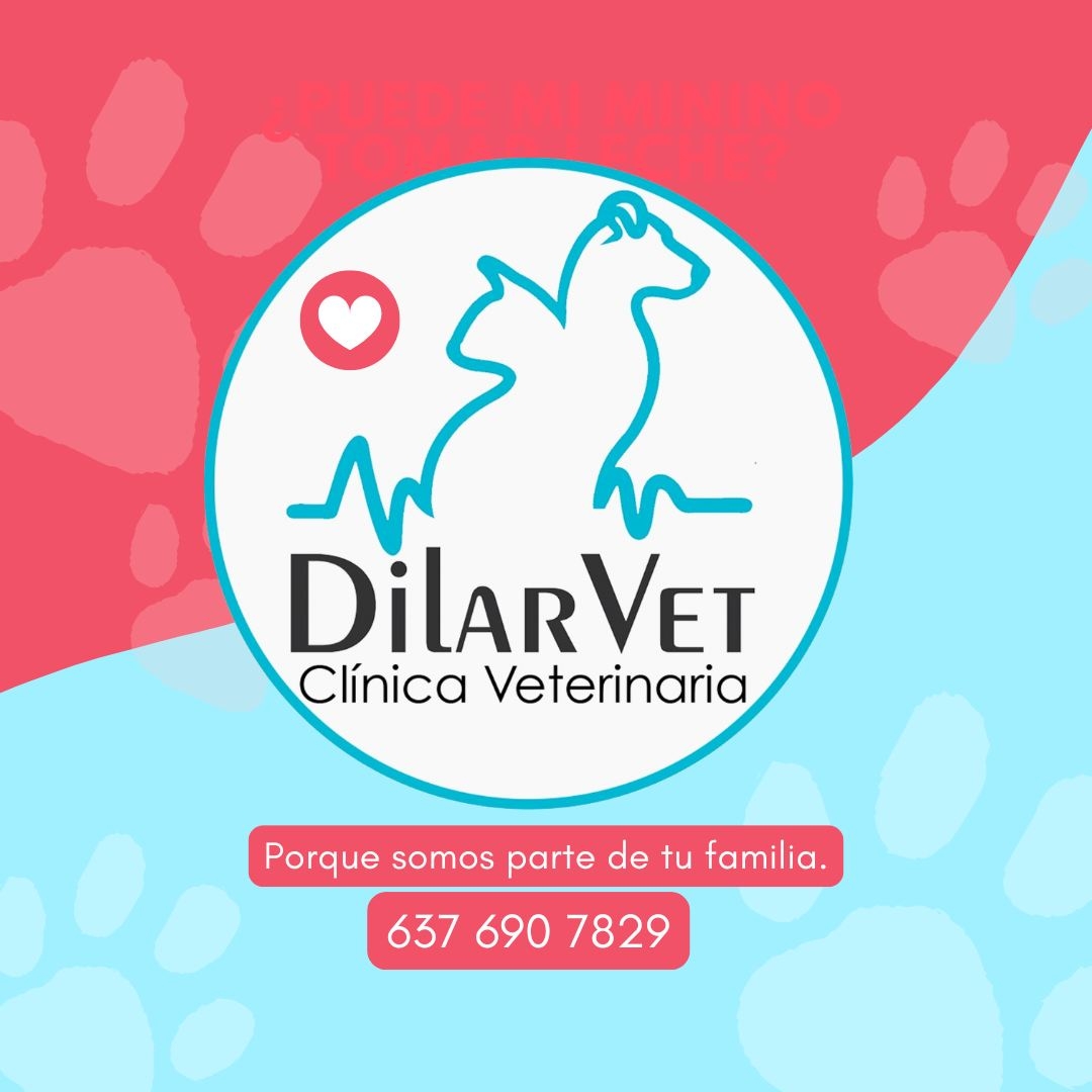 Clínica Veterinaria... - Clínica Veterinaria DilarVet