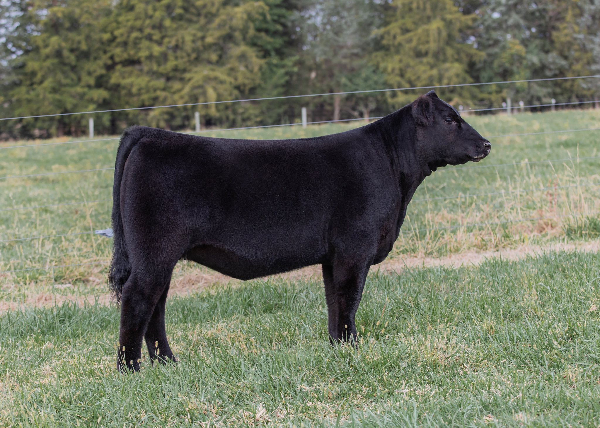 Hege Cattle Company | Columbus IN