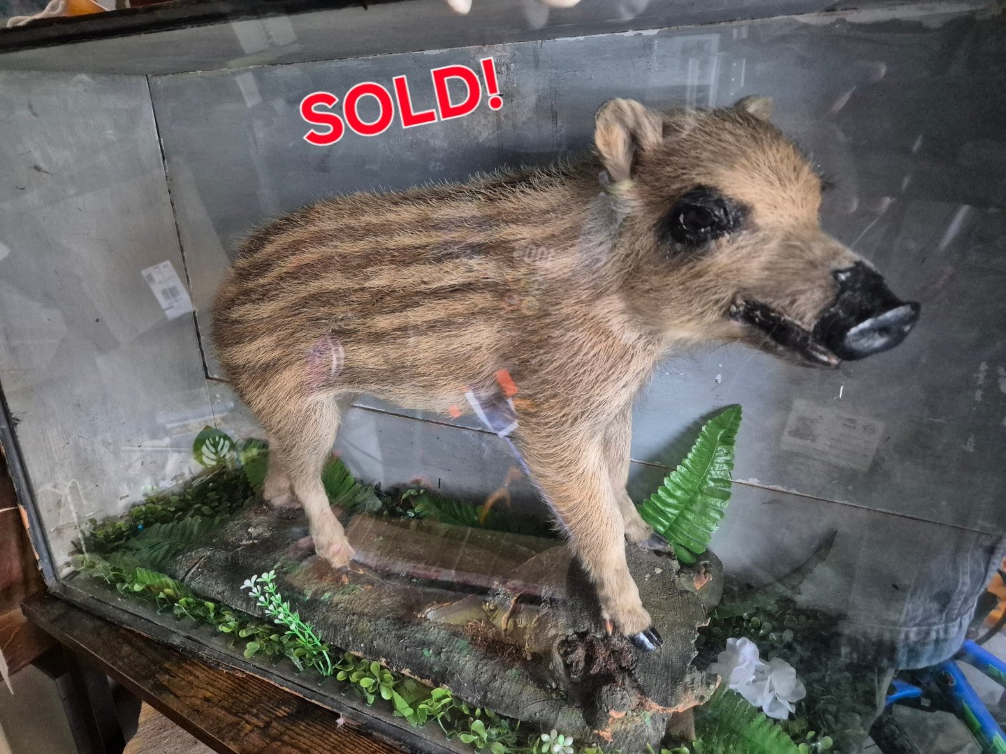 Huge 800lb wild boar taxidermy