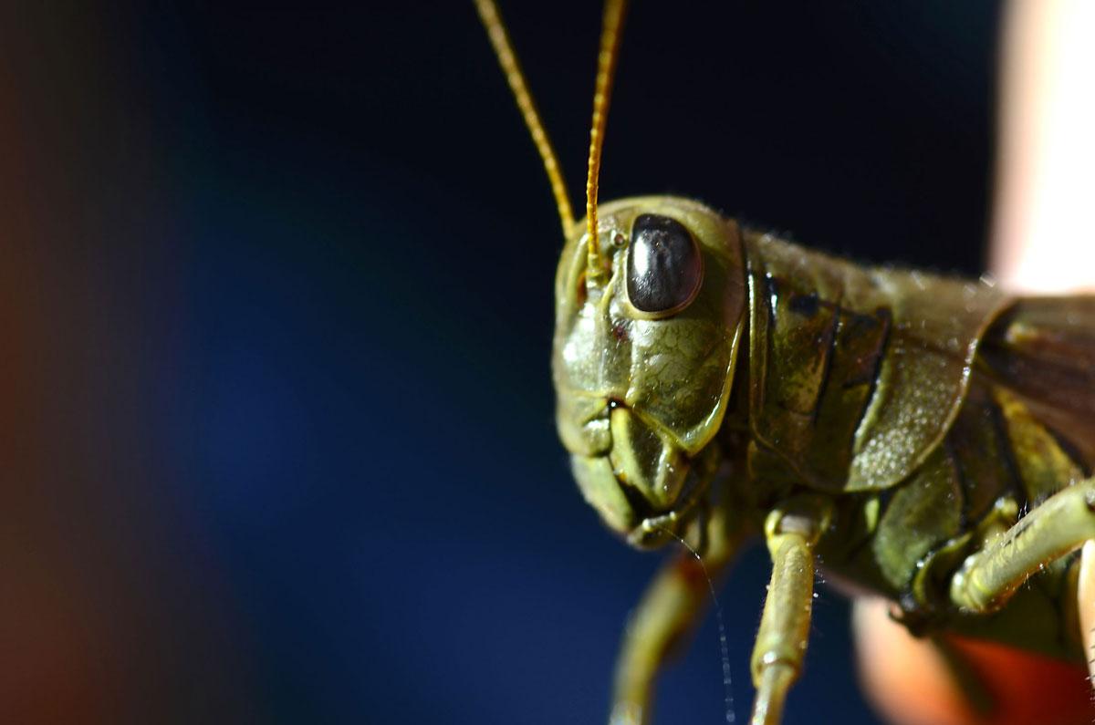 Smokies - 🐛 🪲 🐝? Did you know that more than half of the named species ...