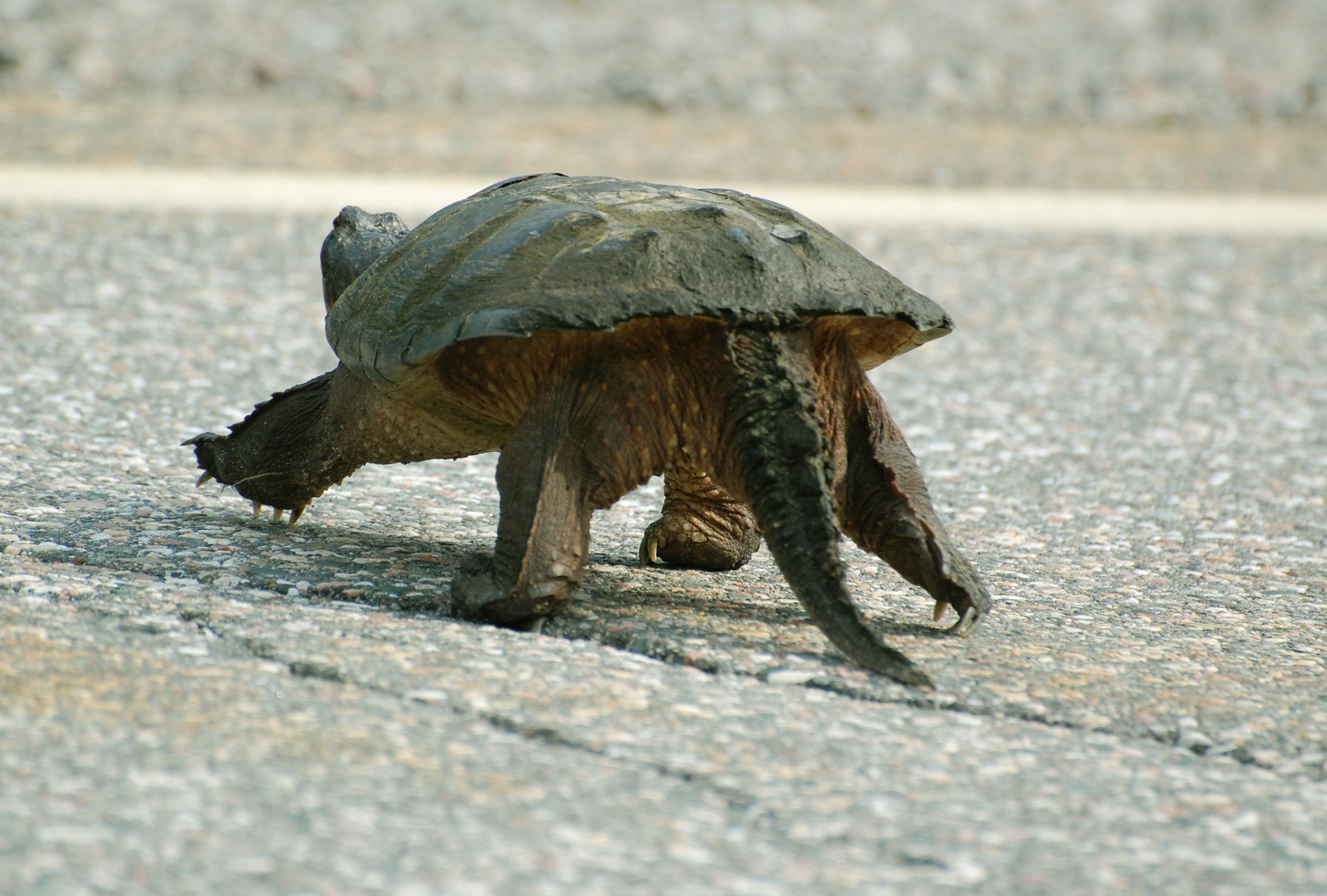 Canadian - It's a dangerous time for turtles! 🐢🚗 