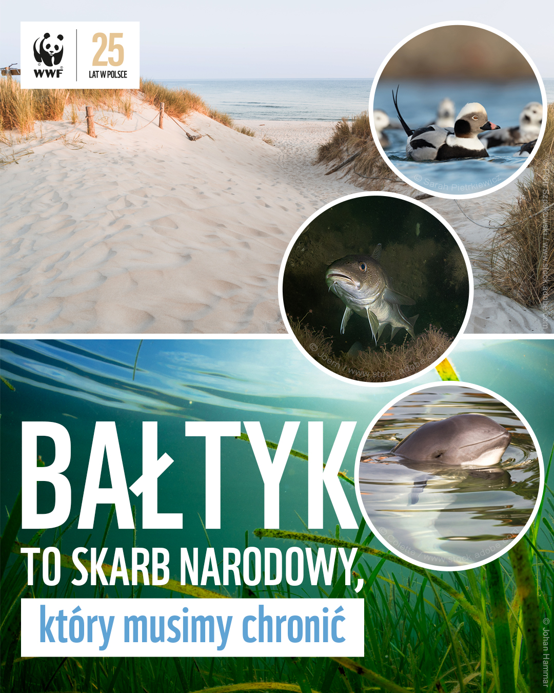 wwf-nie-wyobra-amy-sobie-polski-bez-park-w-narodowych-w-tatrach-czy