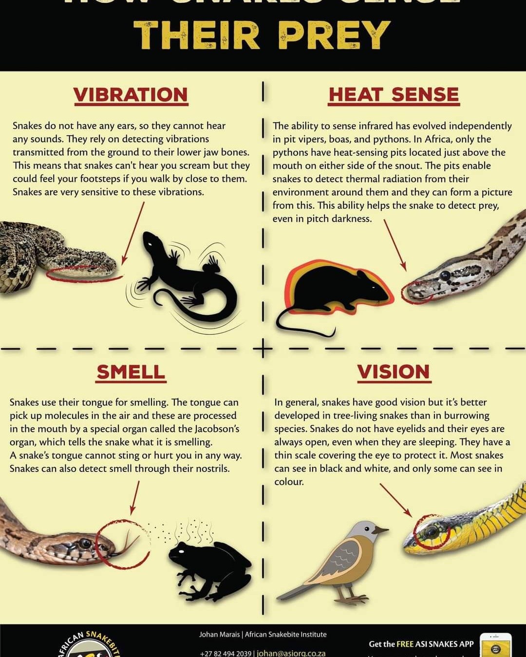 Talking - Snakes are truly amazing and fascinating creatures 🐍. # ...