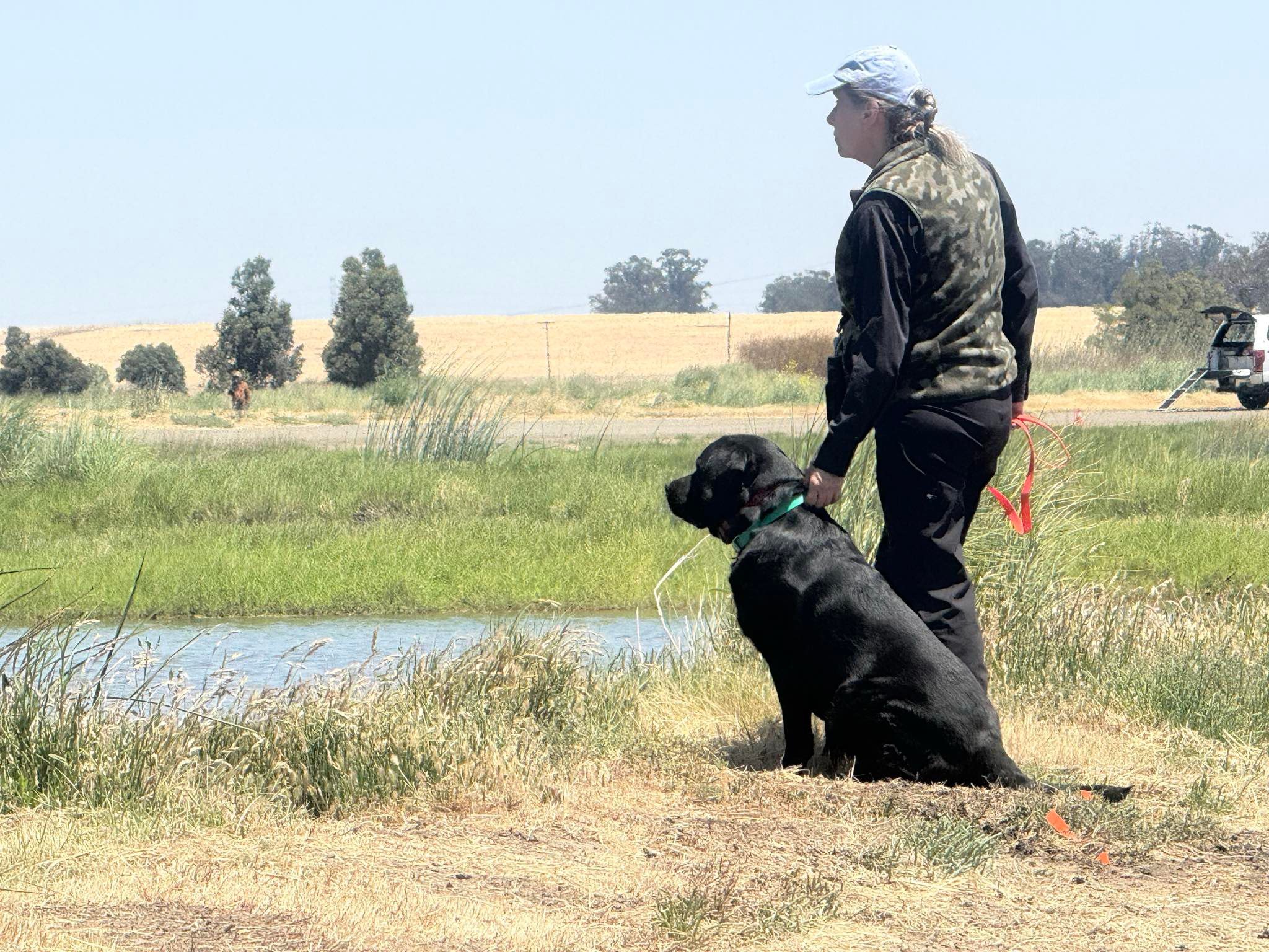 Golden Gate Labrador Retriever Club