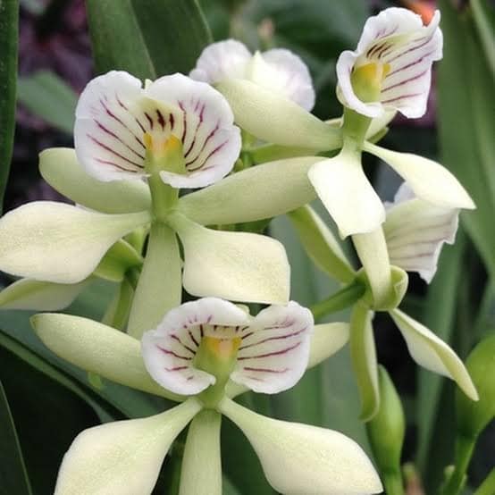 Prosthechea Radiata.... - Museo de la Orquidea Coatepec | Facebook