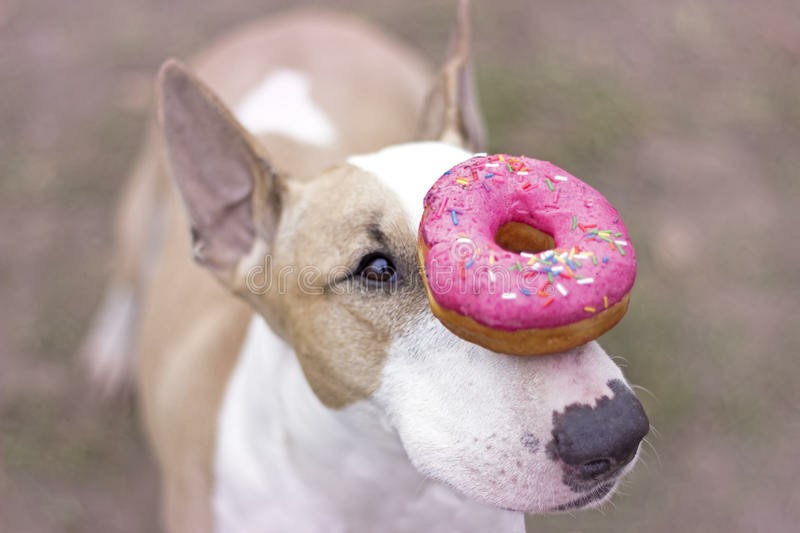 Underdog / Rjómi - bull terrier documentary - Underdog has been ...
