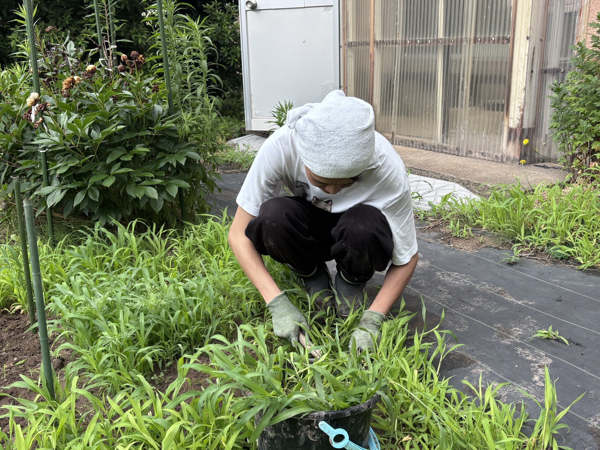 由利本荘市役所 - 【移住支援課～ここわき編～】 ここわき畑に苗を植えてから約1ヶ月以上放置してしまった結果、雑草の生命力を痛感することに ...