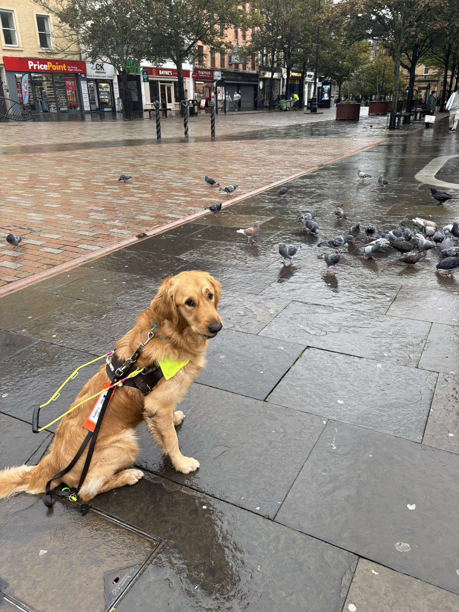 Guide Dogs Scotland | Forfar