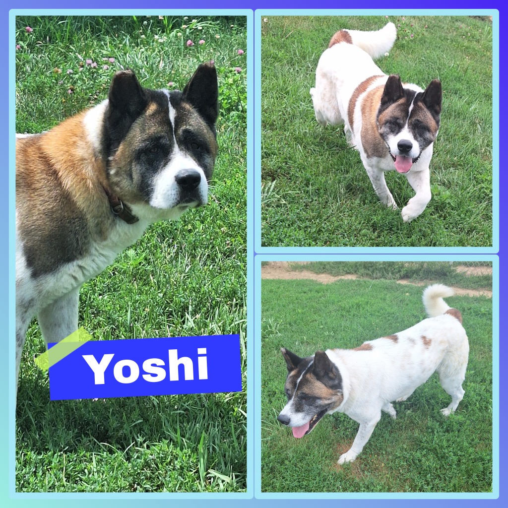 Animal - UPDATE: Yoshi has found his forever home today