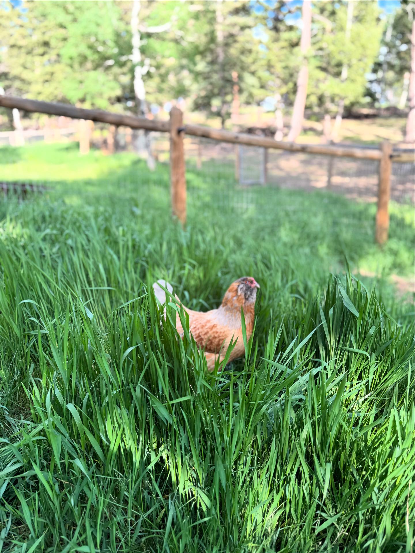 Wild Mountain Ranch