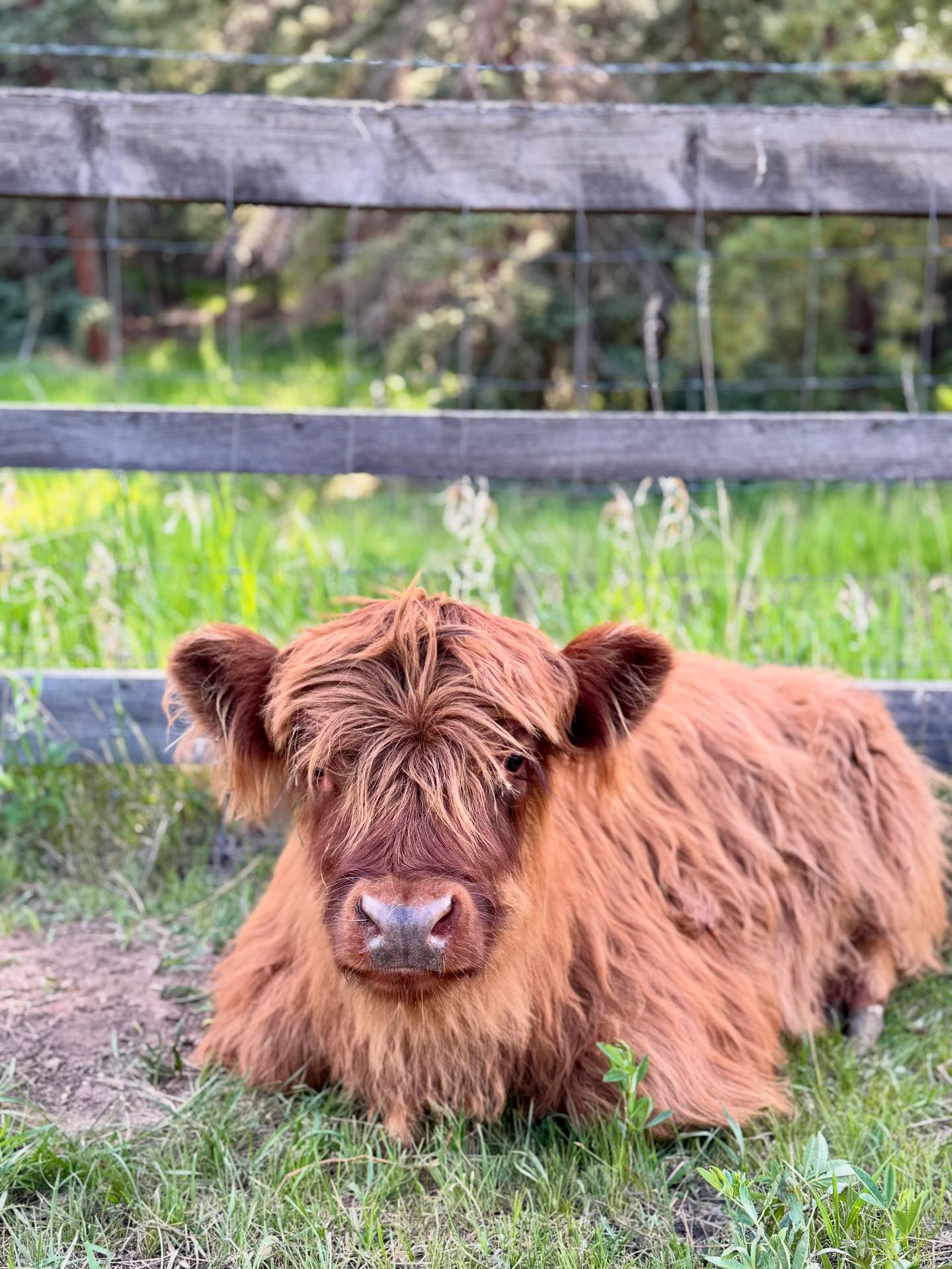 Wild Mountain Ranch