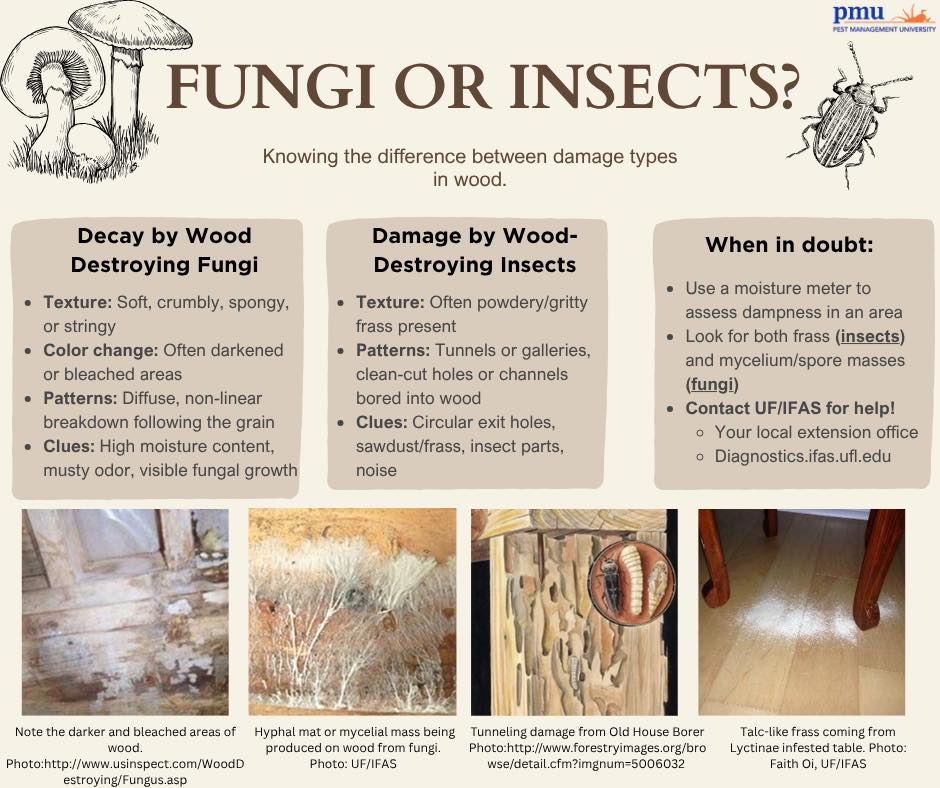 Pest - It’s #WDOWednesday and we’re looking at #fungal vs #insect ...