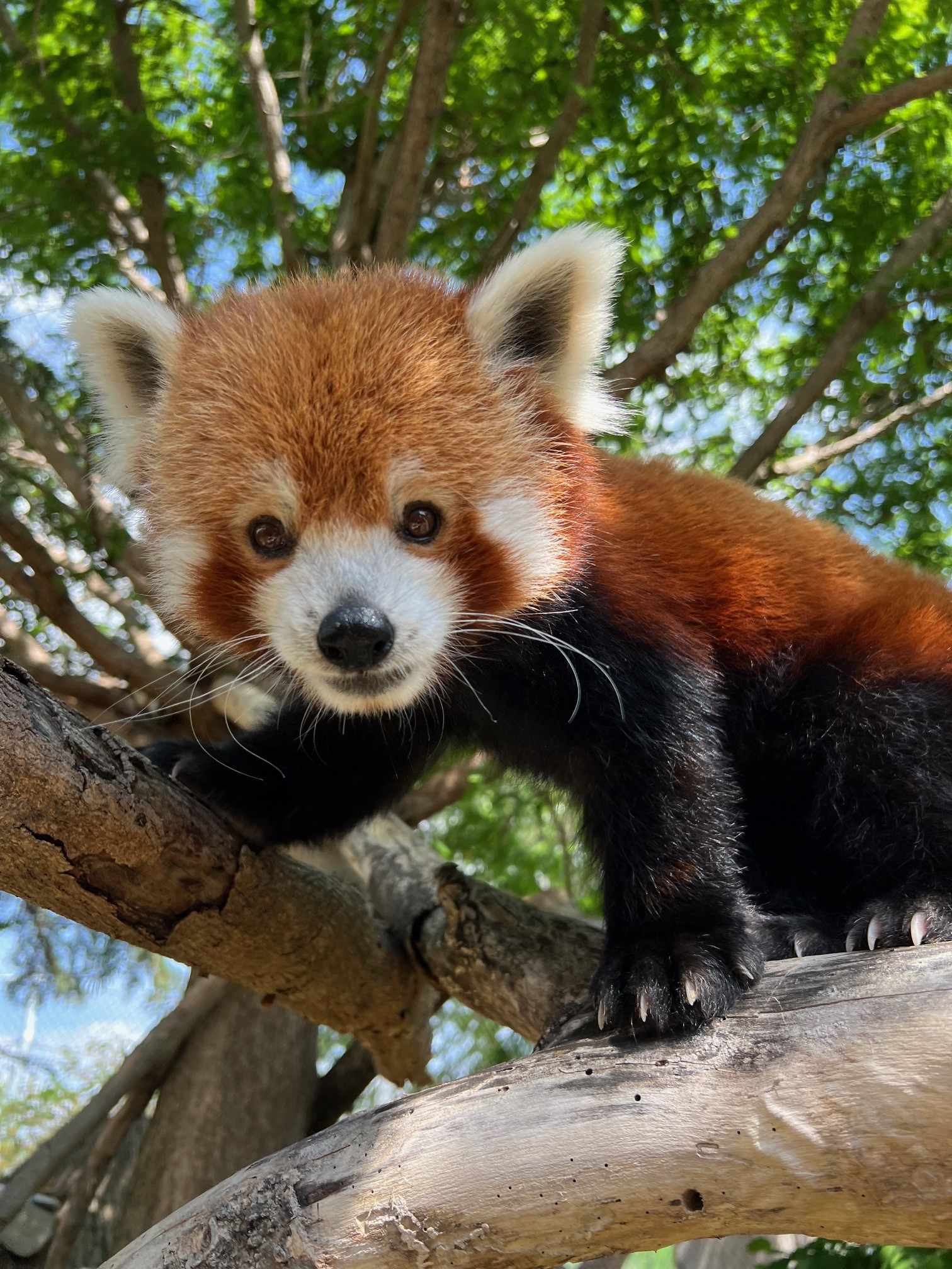 Sedgwick County Zoo says goodbye to CJ, a 4-year-old red panda