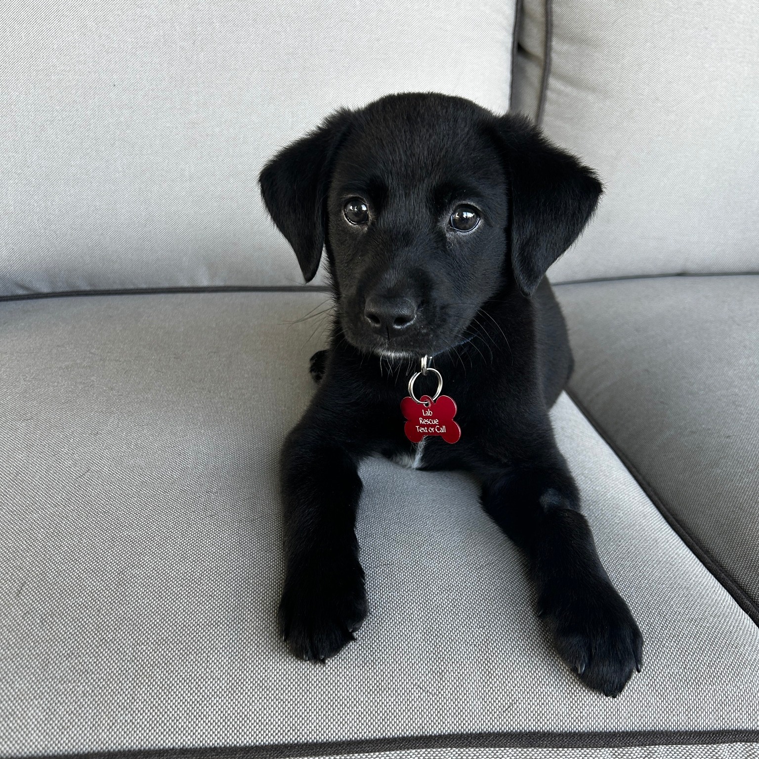 Lab Rescue OK, Inc. | Broken Arrow OK