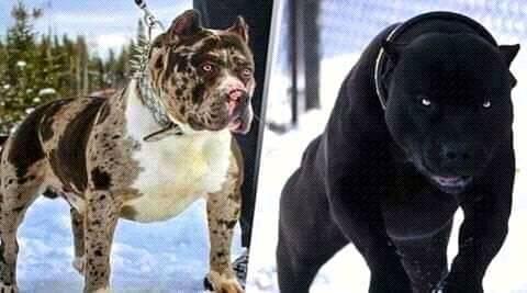 rase de chien | Facebook