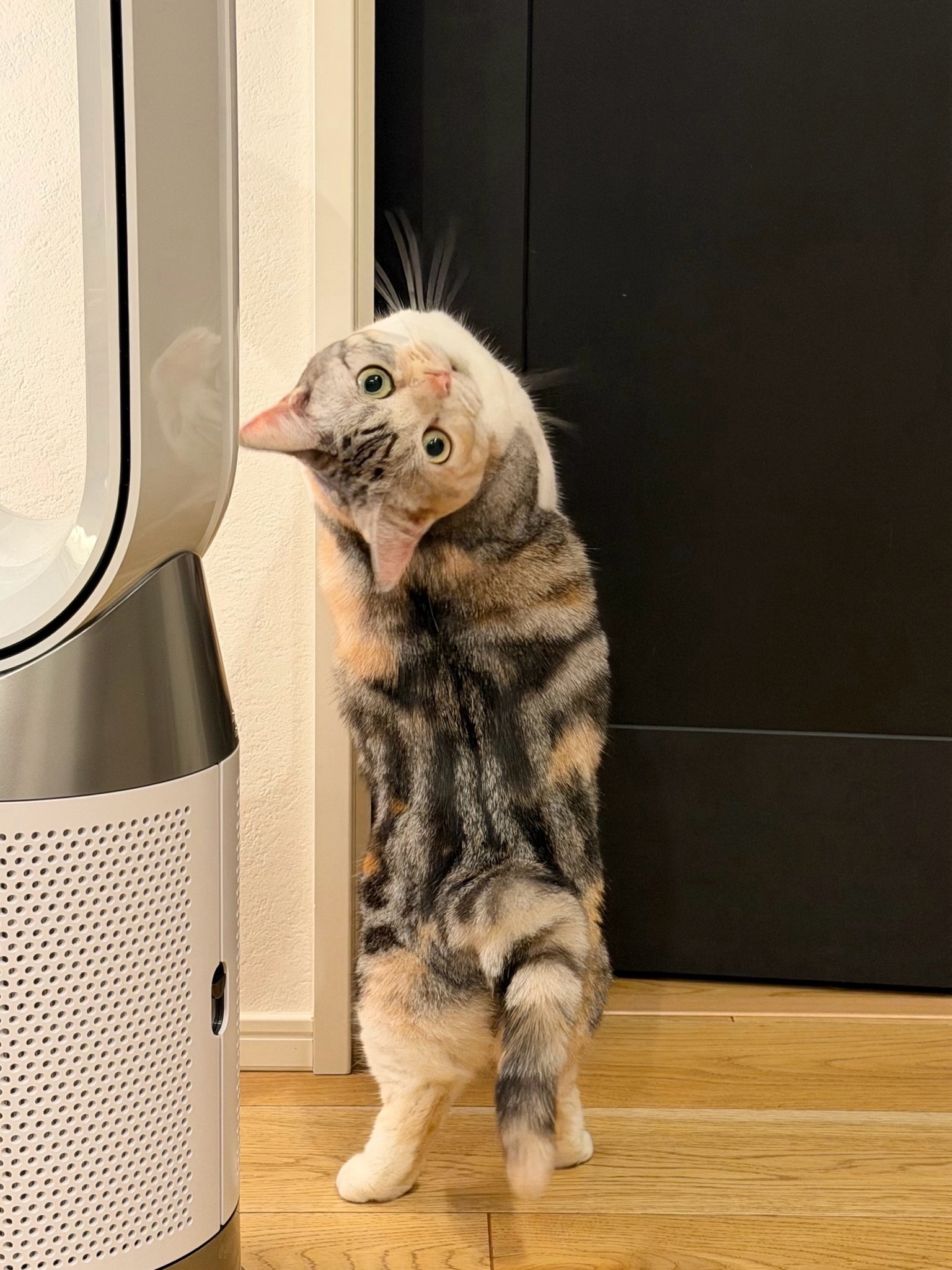 NEKO くらぶ (@nekoclub.jpn) • Facebook