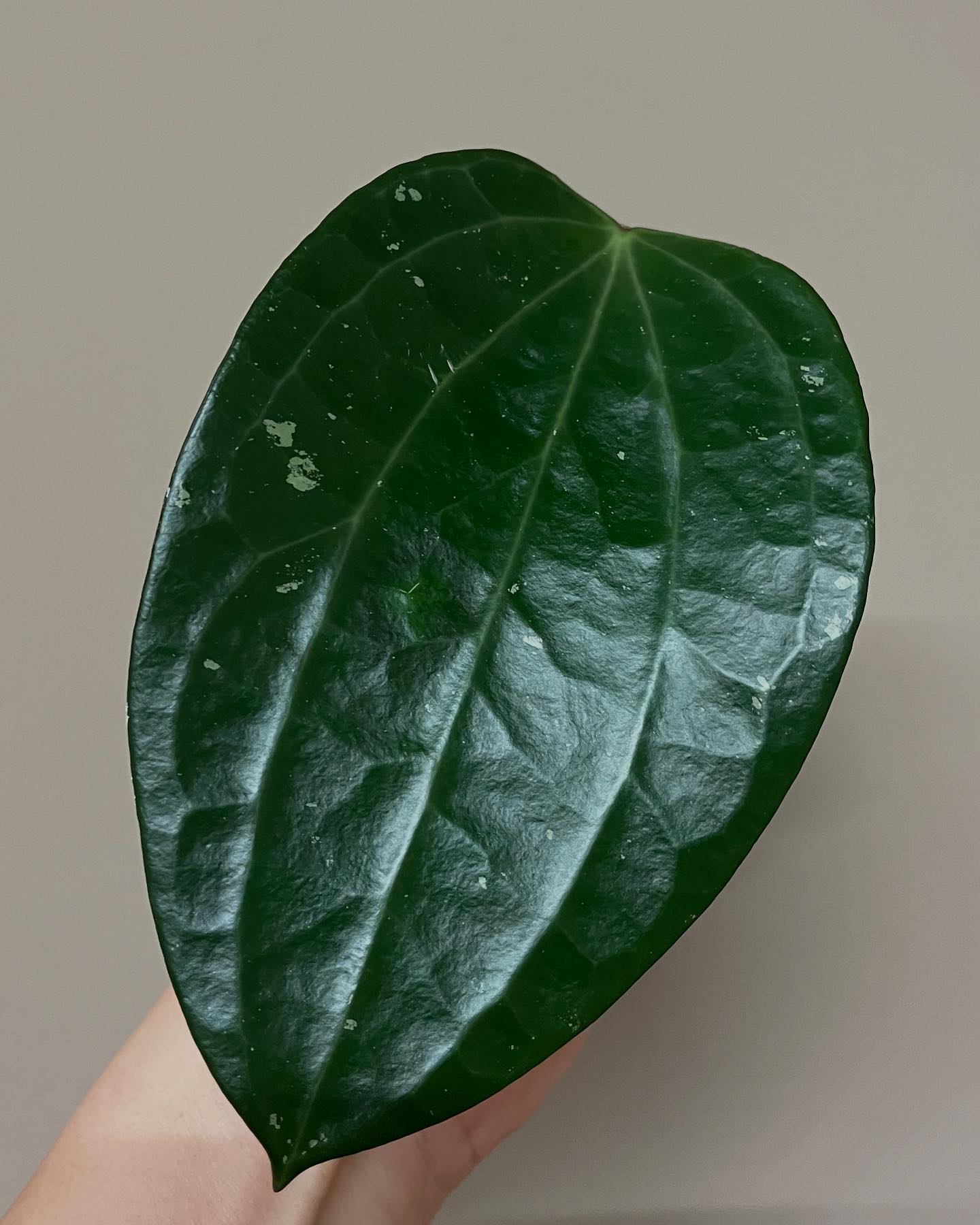 Simple - Hoya Latifolia (Polystachya) is A true perfection 😉 ☘️☘️Life ...