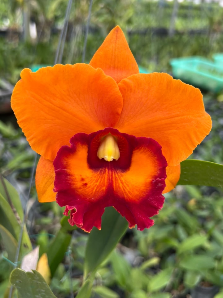 Rlc.Nakornchaisri Delight 'Fanta' Completely color in this time of