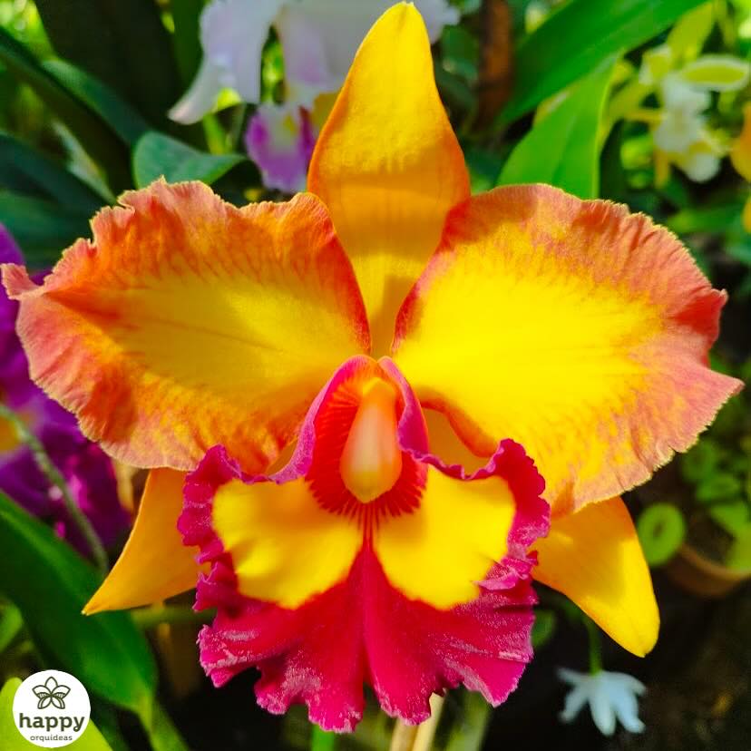 Rlc. Haadyai Delight x Rlc. Lucky Man Como não amar