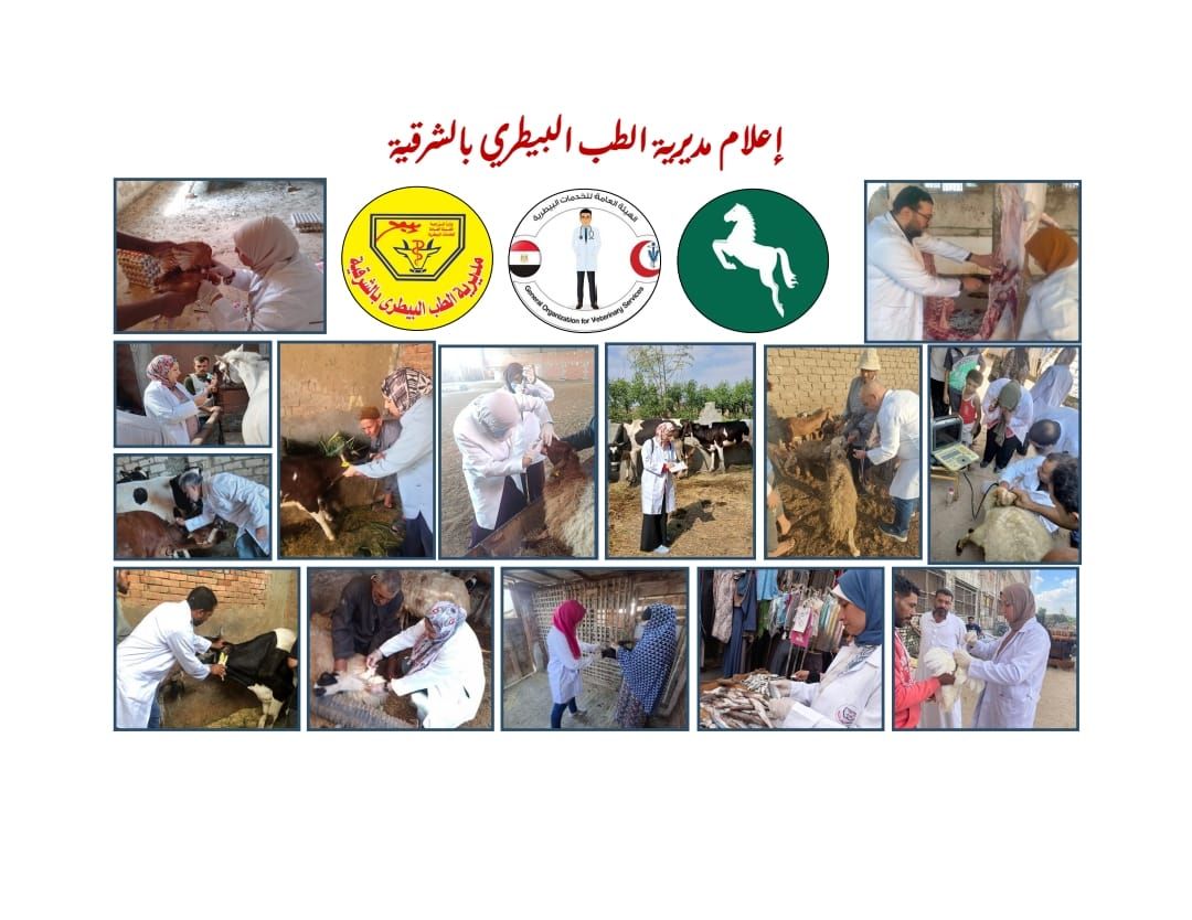 Tanta - انواع الأغنام فى مصر ١-أغنام الرحماني نشأت بمنطقة الرحمانية ...