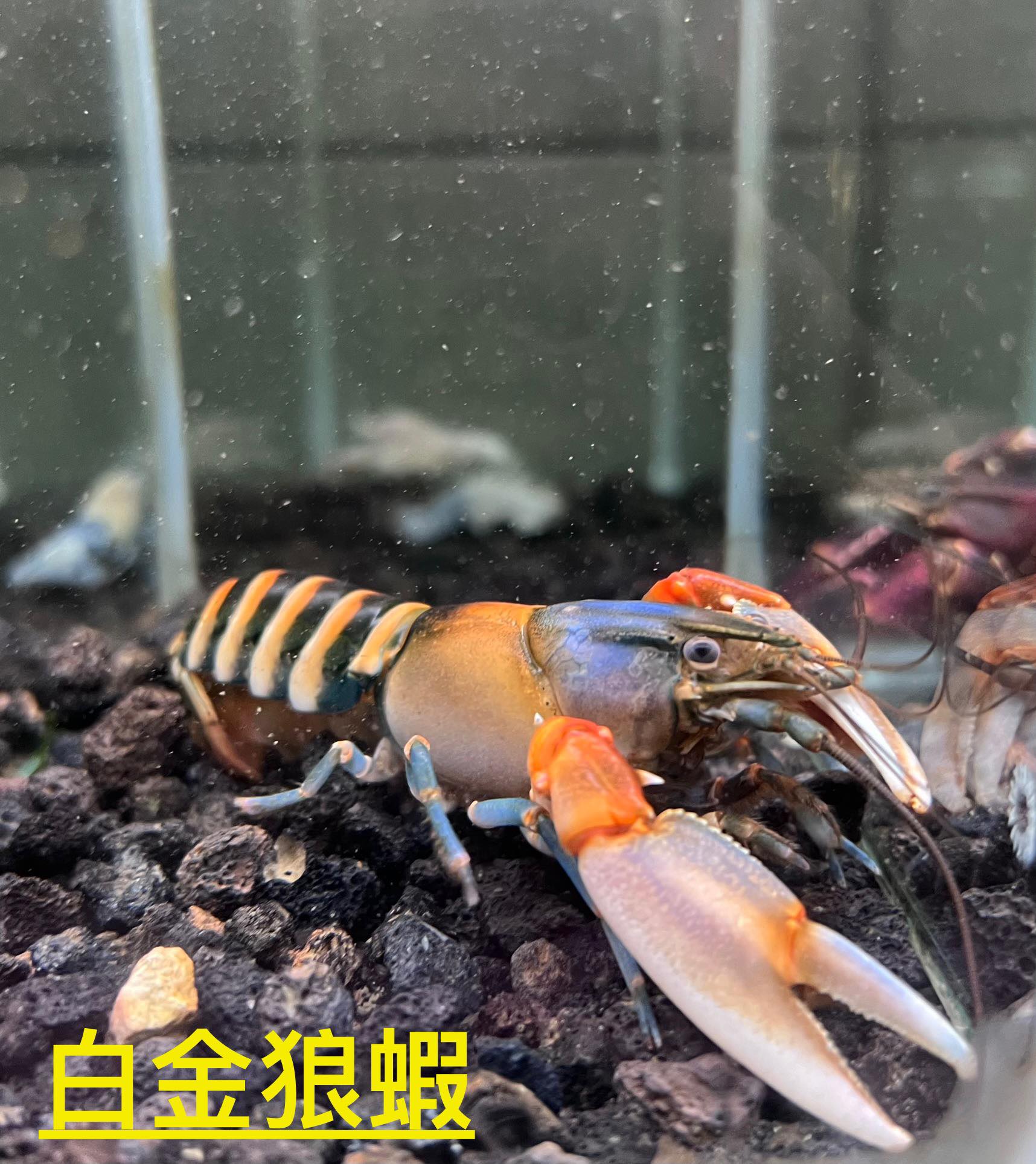 螯蝦專賣店 - 大家敲碗已久的福袋來啦 想養白堊卻因為價格還在猶豫嗎 想養英格力斯、史派斯、色惡、藍鑽卻遲遲還未下手嗎 你的機會來了 不用 ...