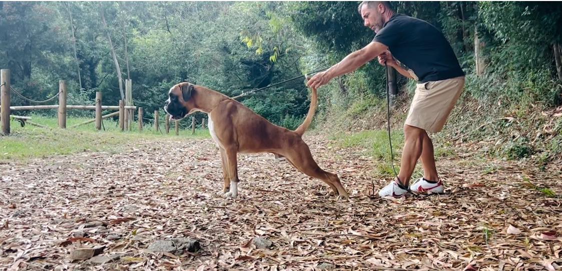 Criade... - Criaderos de Boxer y Pastor Belga Malinois - MAXER