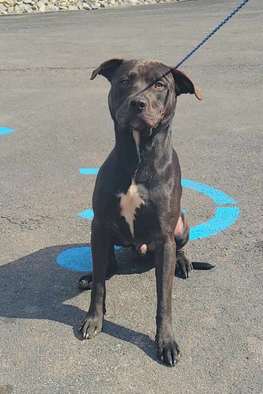 LUV - OWNER SURRENDER Animal ID: 14975 Date Entered: 10/23/2025 Type ...
