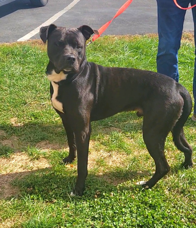 LUV - OWNER SURRENDER Animal ID: 14976 Date Entered: 10/27/2025 Type ...