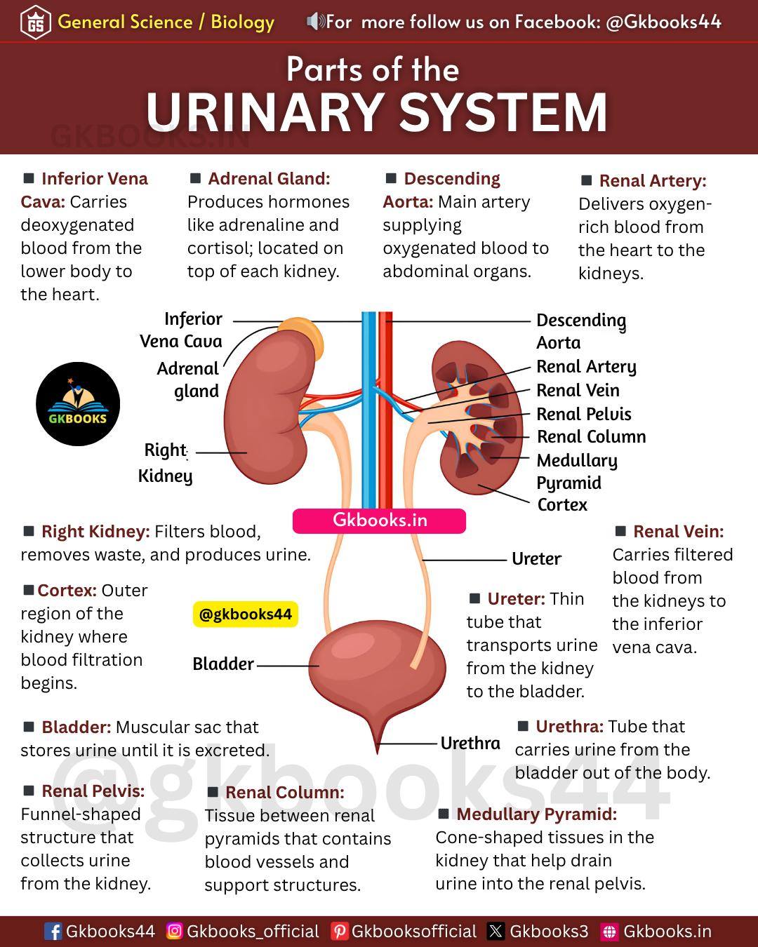 Gkbooks - Urinary System Explained 💧🧠 | Must-Know NCERT Biology for ...