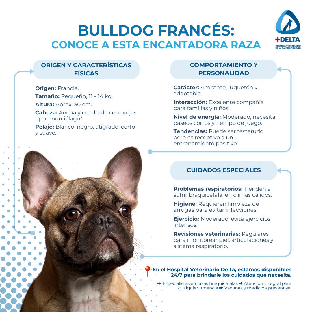 Hospital Veterinario de Alta Especialidad Delta - 🐾 ¡Conoce al ...